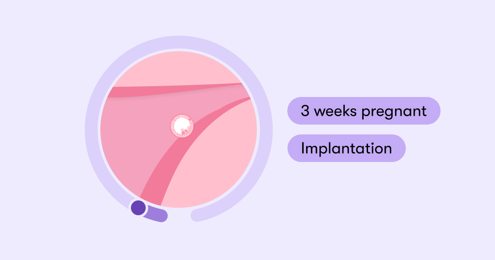 3 weeks pregnant Symptoms tips and baby development